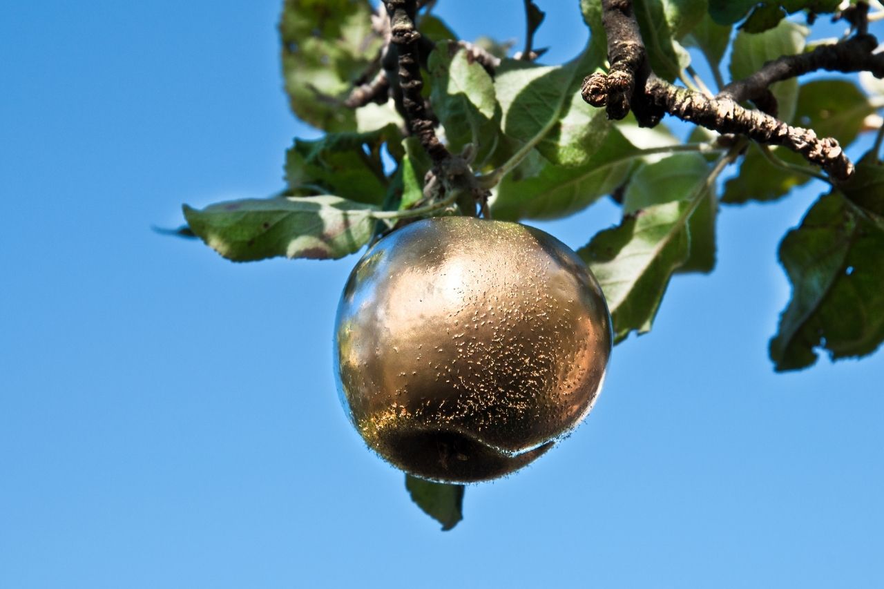 Manzana dorada de Idun
