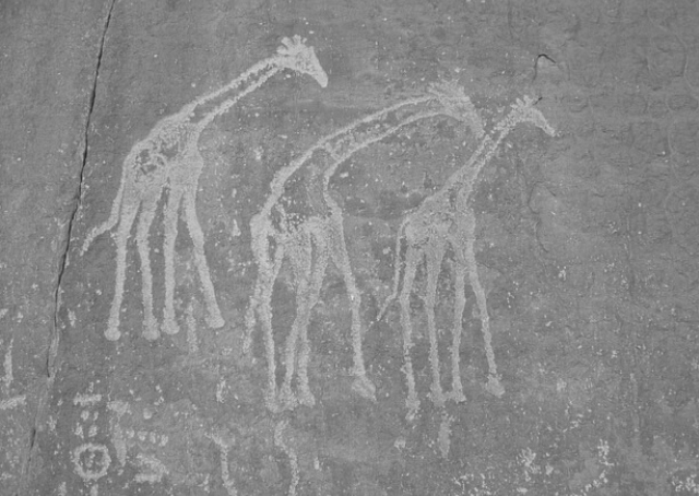 Pinturas rupestres de girafas na Argélia