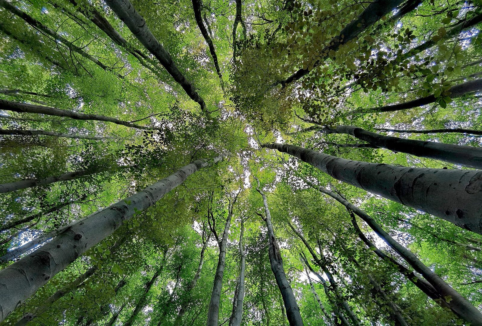 Bosques de Casehill, Dinas Powys, Vale de Glamorgan, País de Gales