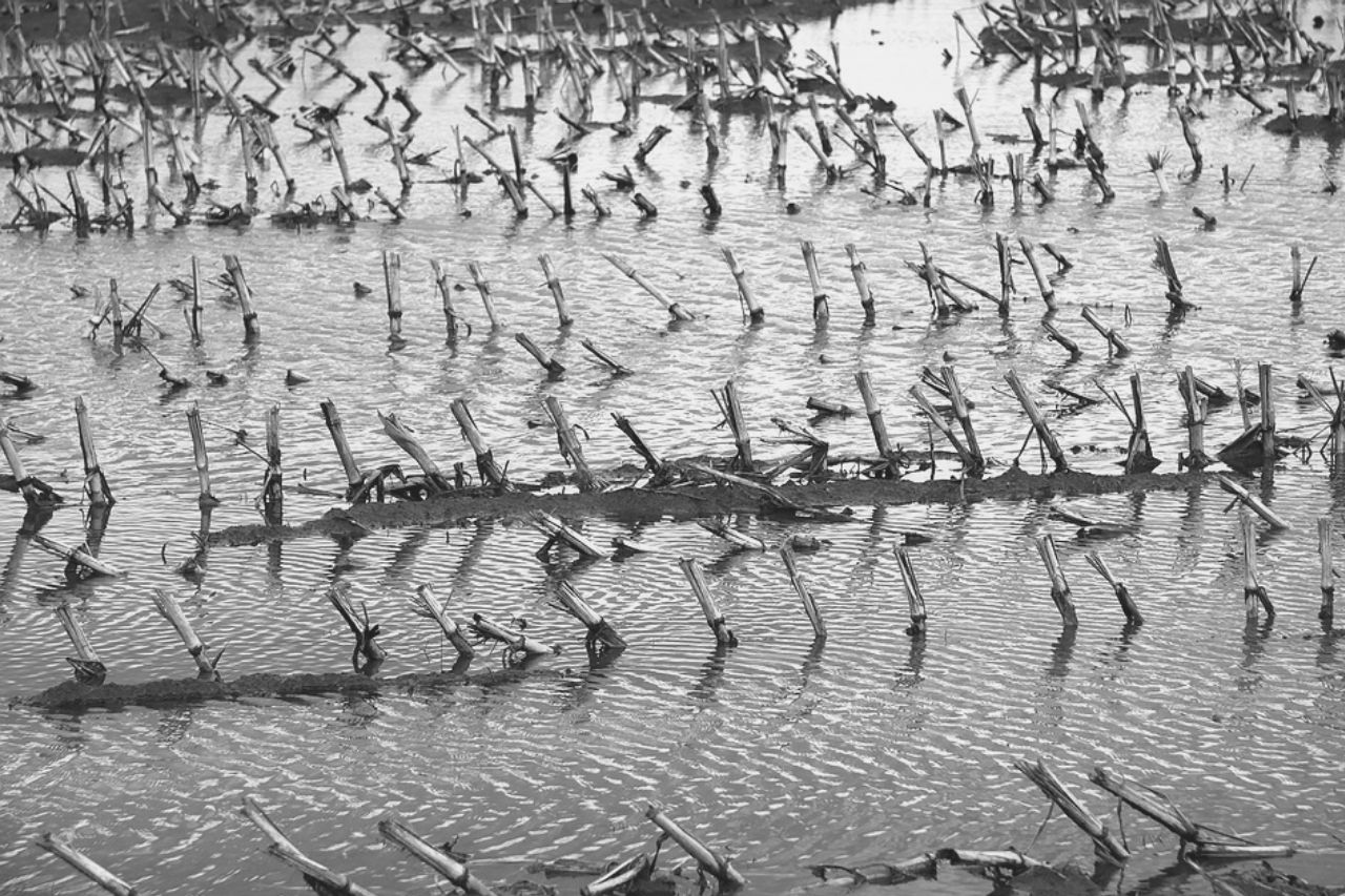 Campo de milho inundado